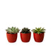 Sukkulenten Set 3er mit rotem Mini-Topf (8-12 cm) Bild 1