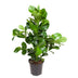 Clusia Rosea, 100 cm, Topfdurchmesser 24 cm Bild 1