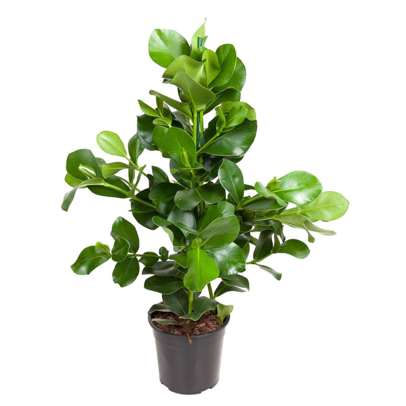 Clusia Rosea, 100 cm, Topfdurchmesser 24 cm