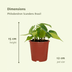 Philodendron Scandens Brasil - 4er Set, Topf Ø12cm Bild 4