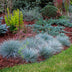 Ziergras Festuca glauca Intense Blue: Immergrün & Winterhart im 17cm Topf Bild 7