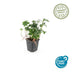 12x Pachysandra 'Green Sheen' – Bodendecker 10-25cm im 9cm Topf Bild 2
