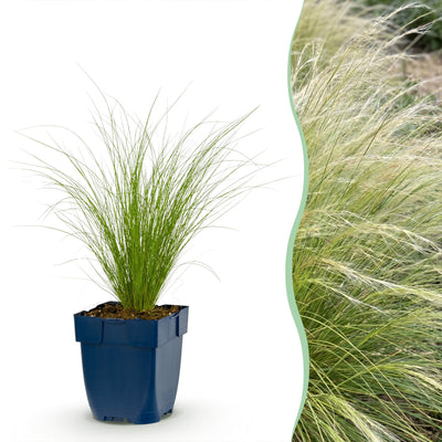 Stipa tenuissima 'Ponytails' - ↕10-25cm - Ø9cm 1x
