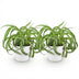 Green BoutiQ Chlorophytum comosum Bonnie Lockige Graslilie 2 Pflanzen Bild 2