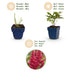 Green boutiQ - Stauden - Astilbe (A) Fanal - Prachtspierea - Schatten - Rot - 1 Pflanze - Topf 11cm - Höhe 15-25cm Bild 4