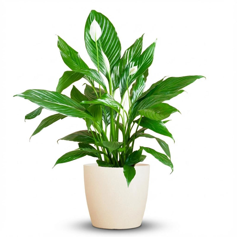 Friedenslilie 'Sweet Lauretta' (80cm) im weißen Bio-Topf