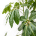 Schefflera Amate XL (220 cm, Ø45) - Tropische Strahlenaralie Bild 3