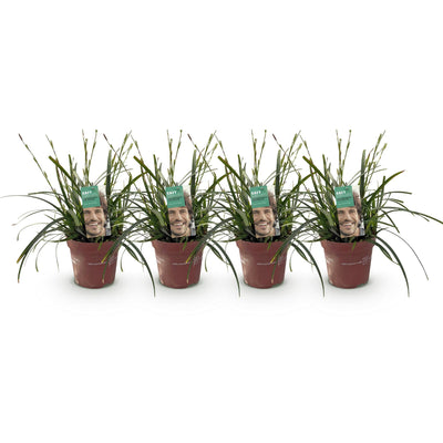 GreenboutiQ Carex oshimensis Intense Green - 4 Pflanzen, 50cm Höhe