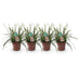 GreenboutiQ Carex oshimensis Intense Green - 4 Pflanzen, 50cm Höhe Bild 2