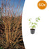 Cornus sang. 'Anny's Winter Orange' - 60x - 10-25cm - Ø9cm Bild 1