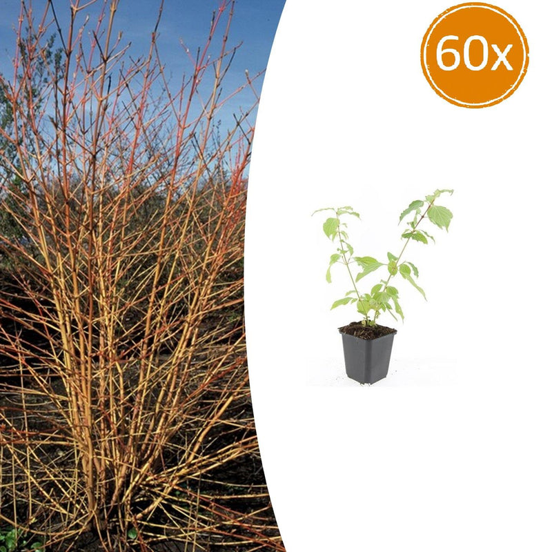 Cornus sang. 'Anny's Winter Orange' - 60x - 10-25cm - Ø9cm