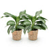 Green boutiQ - Zimmerpflanzen - Aglaonema Silver Bay - Silberblatt - Wenig Pflege - mit Korb - Silber - 2 Pflanzen - Topf 17cm - Höhe 70-75cm Bild 2