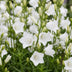 Green boutiQ - Perennial - Campanula pers. Alba - Peachleaf Bellflower - Bee and Butterfly Attractors - White - 3 Plants - Pot 11cm - Height 15-25cm Bild 5