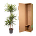 Dracaena Riki Pflanze – 140 cm – Elegante Zimmerpflanze Bild 4