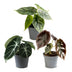 3x Baby Alocasia Tricolour: Rot, Grün & Schwarz für Ihr Zuhause Bild 2