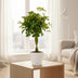 Schefflera Compacta (Schirmbaum) Ø19cm, 80cm hoch Bild 3