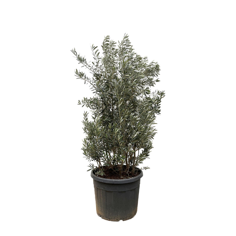 Olive tree Olea Europaea, trunk 250cm, Ø55cm