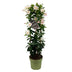 Mandevilla Sundaville White im Rankturm - Ø24cm, ↕95cm Bild 1