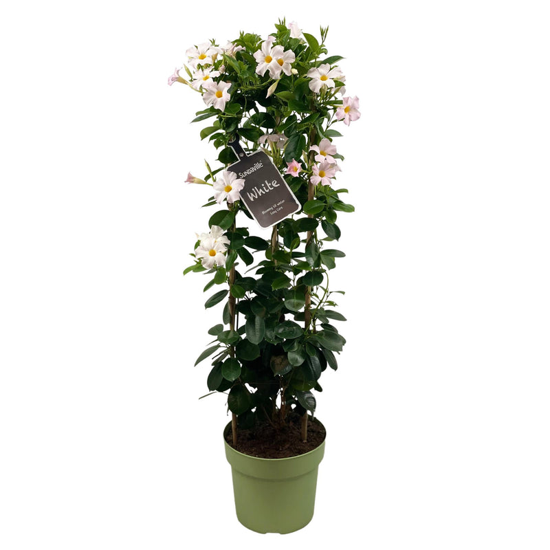 Mandevilla Sundaville White im Rankturm - Ø24cm, ↕95cm