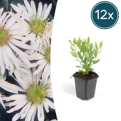 Aster ageratoides 'Ashvi' – Weiße Blüten, pflegeleicht, 10-25cm