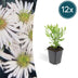 Aster ageratoides 'Ashvi' – Weiße Blüten, pflegeleicht, 10-25cm Bild 1