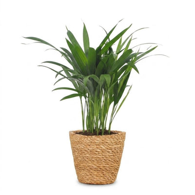 Green boutiQ - Areca Lutescens - Butterfly Palm - 1 Plant - with Basket - Pot 12cm - Height - 45cm