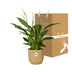 Spathiphyllum Friedenslilie im ELHO Vibes Fold Topf 14 cm gelb Bild 5