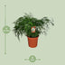 Zimmerpflanze Asparagus Setaceus - Ø27cm - ↕70cm Bild 2