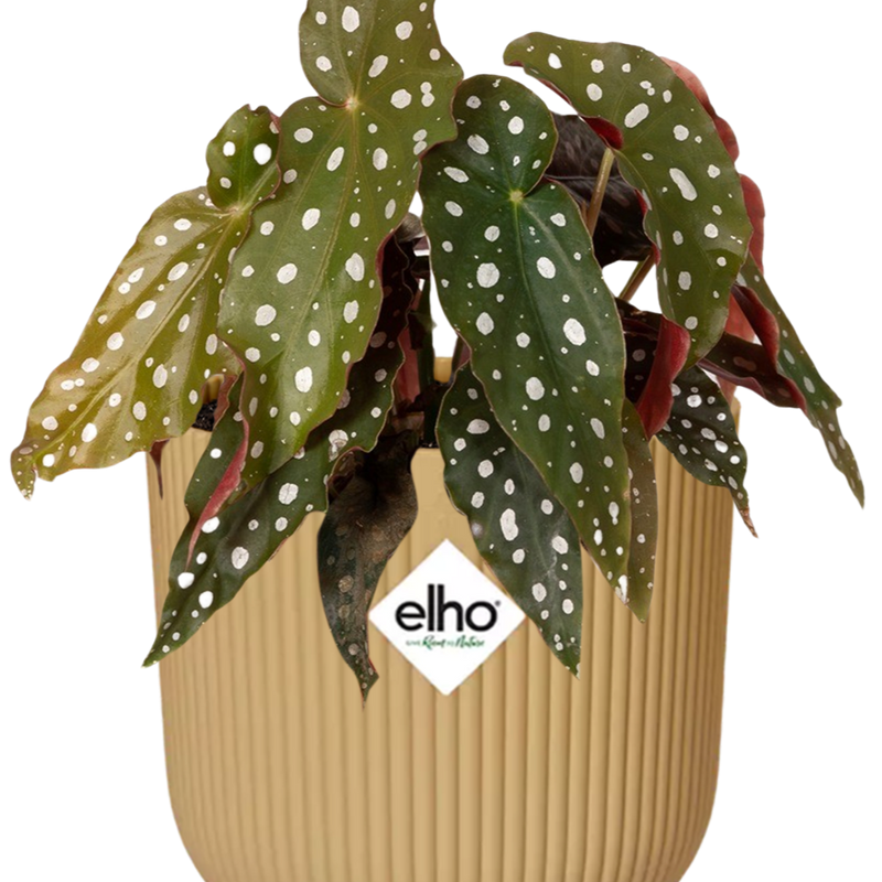 Begonia Maculata + ELHO Vibes Fold 14cm geel