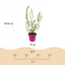 Salix Flamingo Zierweide im 17cm Topf, 40-50cm hoch Bild 3
