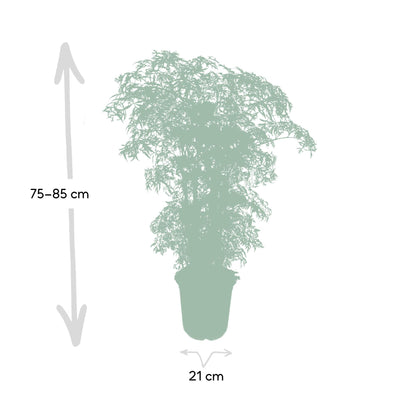 Polyscias Fruticosa (Aralia) - Ø21cm Topf, 75cm hoch