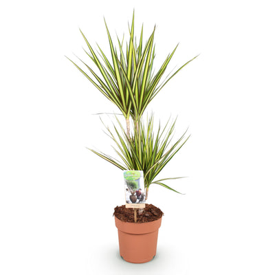 Dracaena Sunray Zimmerpflanze, pflegeleicht, Topf 17cm, Höhe 70-75cm