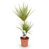 Dracaena Sunray Zimmerpflanze, pflegeleicht, Topf 17cm, Höhe 70-75cm Bild 2