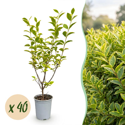 Green boutiQ - 40x Ligustrum ovalifolium Aureum - Buntblättriger Liguster - Heckenpflanzen - Immergrün - Bunt - Topf 9cm - Höhe 35-45cm