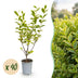 Green boutiQ - 40x Ligustrum ovalifolium Aureum - Buntblättriger Liguster - Heckenpflanzen - Immergrün - Bunt - Topf 9cm - Höhe 35-45cm Bild 1