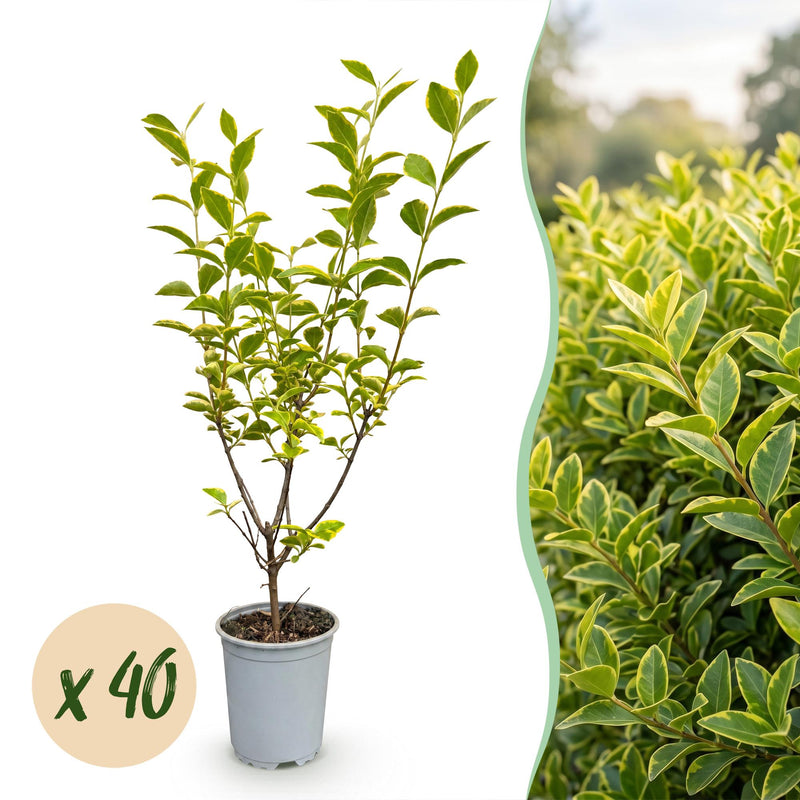 Green boutiQ - 40x Ligustrum ovalifolium Aureum - Buntblättriger Liguster - Heckenpflanzen - Immergrün - Bunt - Topf 9cm - Höhe 35-45cm