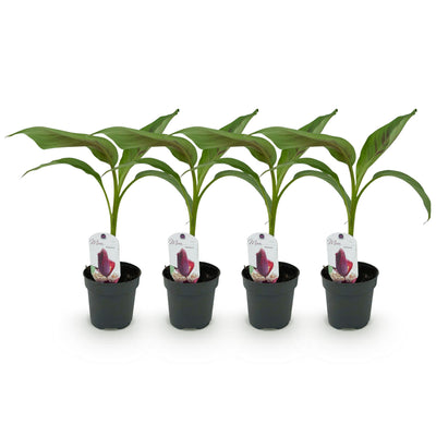 GreenboutiQ Bananenpflanze 'Red Tiger' (Musa sikkemensis) - 4er Set