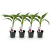 GreenboutiQ Bananenpflanze 'Red Tiger' (Musa sikkemensis) - 4er Set Bild 2