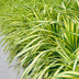Carex oshimensis Evergold: Immergrünes Ziergras im 17cm Topf Bild 6