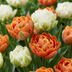 12x Tulipa Candle Light Zwiebeln (Größe 11/12) - Frühjahrsblüher Bild 1