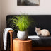 Green boutiQ - Zimmerpflanze - Cyperus alternifolius Zumula - Katzenpflanze - Haustierfreundliche Pflanze - Grün - 1 Pflanze - Topf 12cm - Höhe 20cm Bild 4