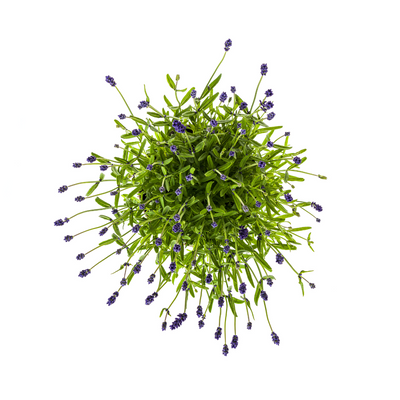 Lavendel angustifolia Ø19cm - 40-50cm – Duftende Blütenpracht für sonnige Plätze