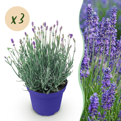 Lavendel 'Hidcote' - 3 winterharte Pflanzen im 12cm Topf