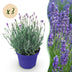 Lavendel 'Hidcote' - 3 winterharte Pflanzen im 12cm Topf Bild 1