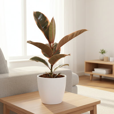 Ficus Elastica Belize Gummibaum, 30cm, Ø12cm Topf