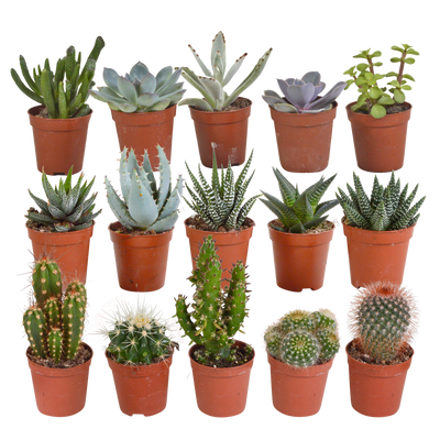 15 Kakteen & Sukkulenten Mix, 5,5cm (ohne Topf)