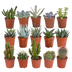 15 Kakteen & Sukkulenten Mix, 5,5cm (ohne Topf) Bild 1