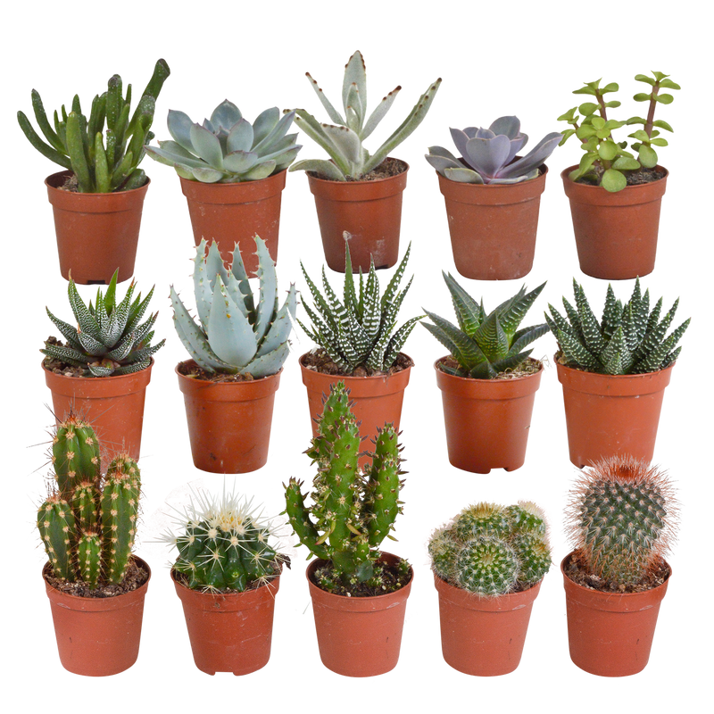 15 Kakteen & Sukkulenten Mix, 5,5cm (ohne Topf)