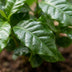 Kaffeepflanze Coffea Arabica, pflegeleicht, 15-20cm, Topf 12cm Bild 3