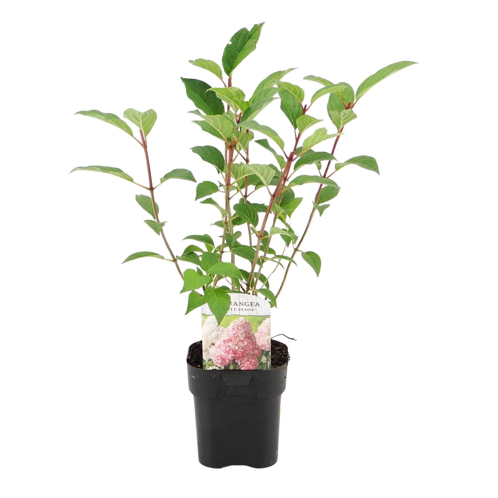 GreenboutiQ - Rispenhortensie - Hydrangea panniculata Vanille Fraise - Blüte Weiß Rosa - 1 Pflanze - Laubabwerfend - Große Blumen - Topf 17cm Höhe 50cm